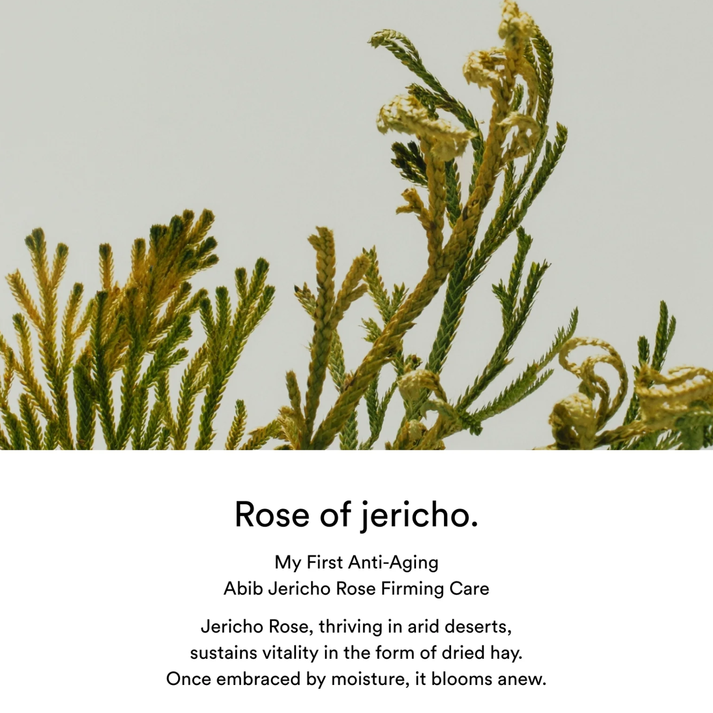 ABIB Jericho Rose PHA Toner Skin Booster 200ml